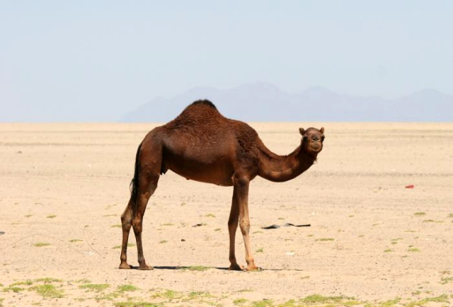 Saudi camel
